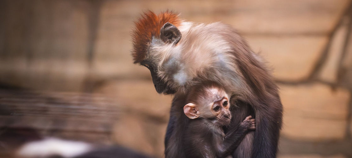 Мангабі. Джерело: ZOO Wrocław / Facebook