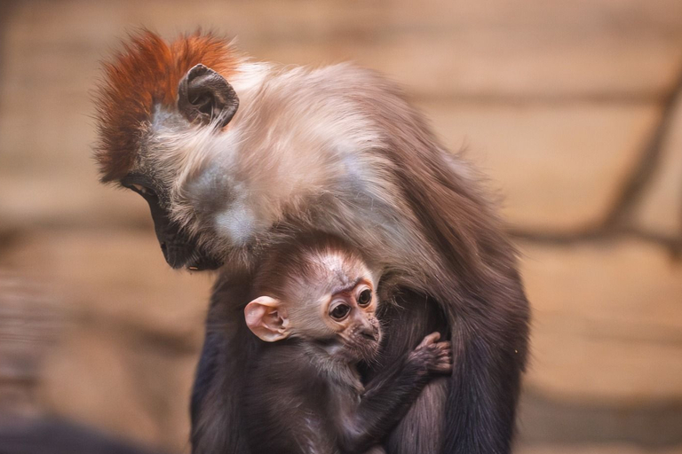 Мангабі. Джерело: ZOO Wrocław / Facebook
