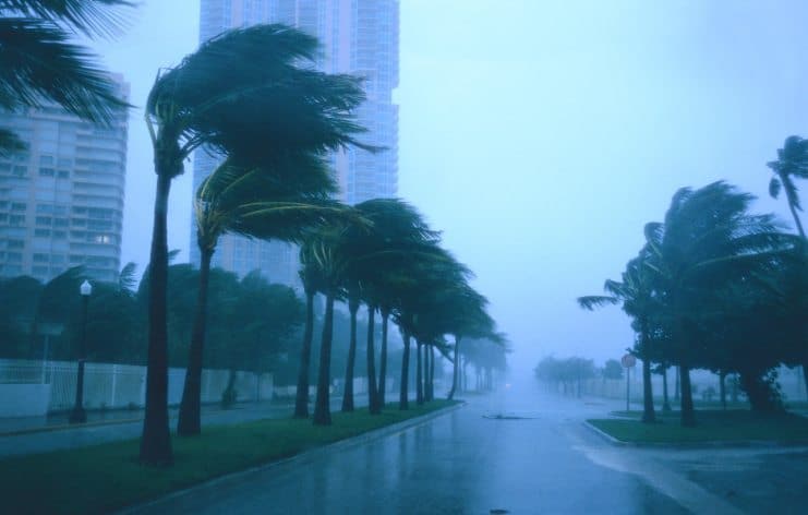 Palm Trees in a Storm Mindful Survival Tools are you prepared,Mindful Living Network, Mindful Living, Dr. Kathleen Hall, The Stress Institute, OurMLN.com, MLN, Alter Your Life, Mindful, Mindful Family, Family, Storm