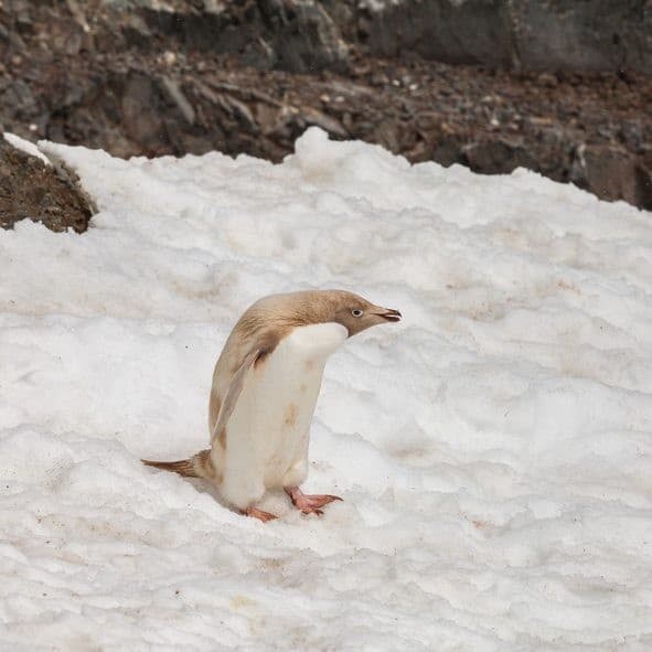 Genetic Disorders penguin