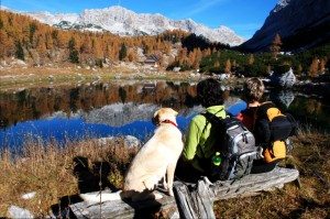 traveling with pets, pet friendly vacation, vacation ideas for pets