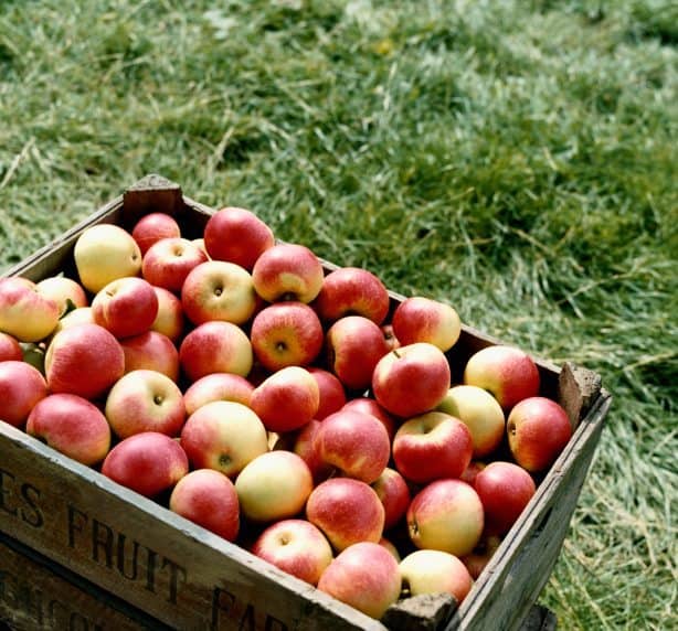 apple day, apples