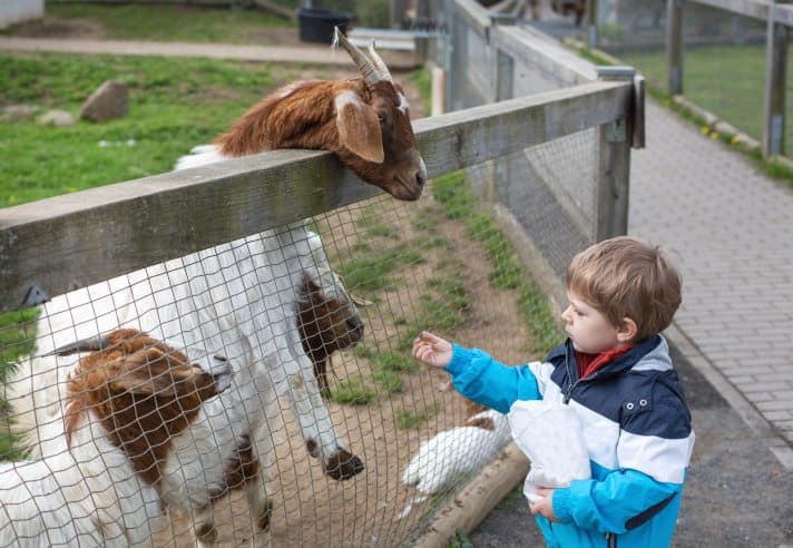 visit the zoo, zoo, animals
