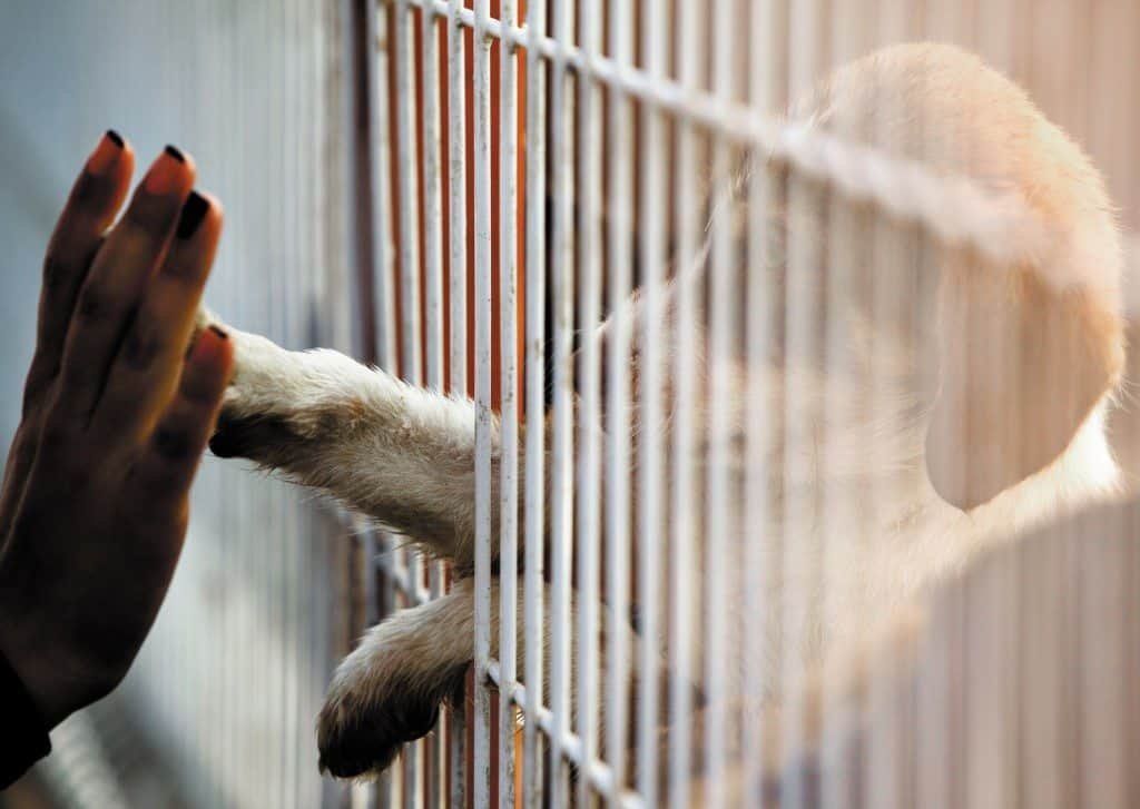 myth busting on pet adoptions, pet adoptions, adopt dont shop