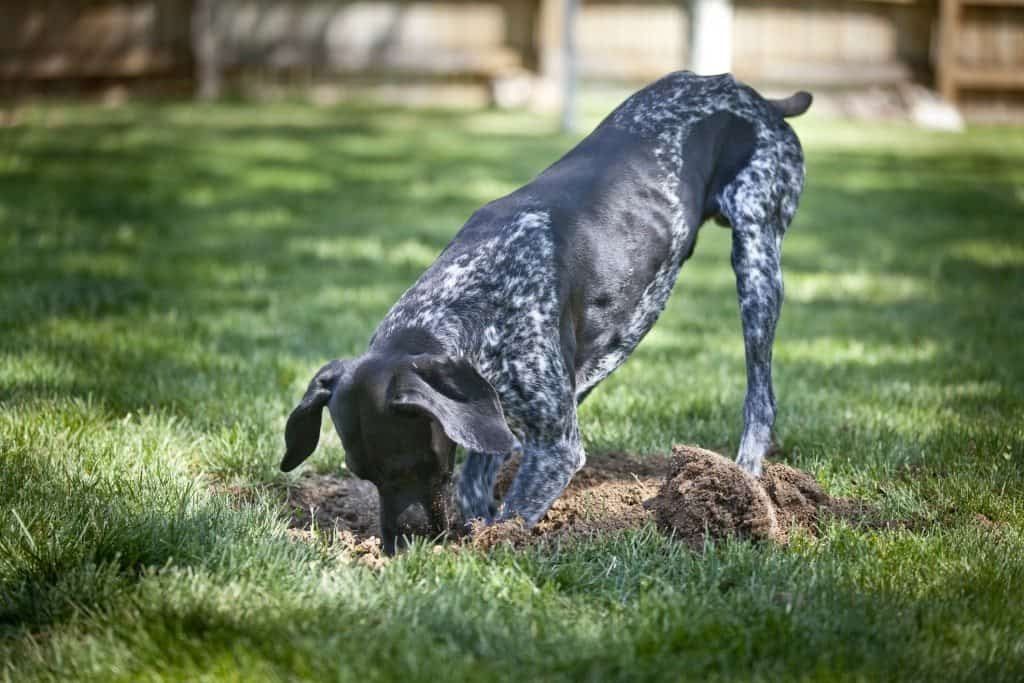 how to keep dogs from digging
