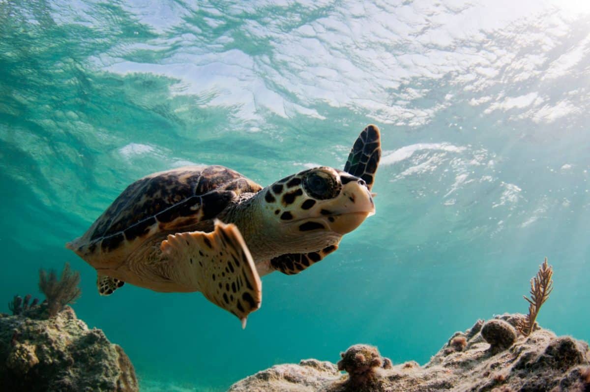 world turtle day