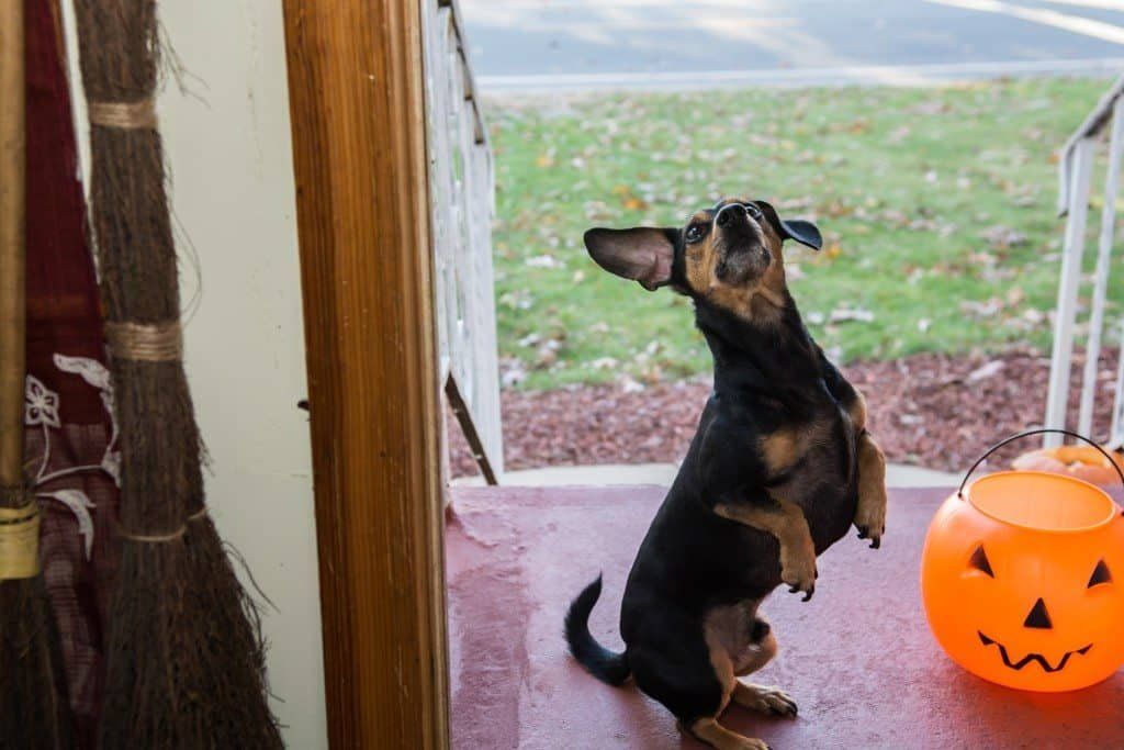 pet treats, cat treats, dog treats