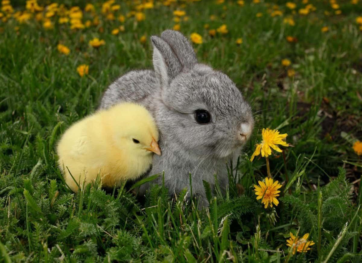 cute easter animals