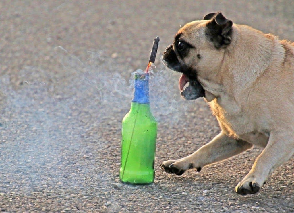 A Pug races up to a bottle (which has a bottle rocket in it and about to launch), slams on its brakes, and reverses course. A neighbor was launching bottle rockets to celebrate Switzerland's National Day. The dog ran off in plenty of time and was not harmed or affected in any way by this experience.