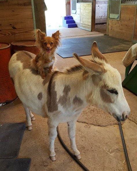 lilyandyoda3 chihuahua, donkey, unusual friendship, animal friendship