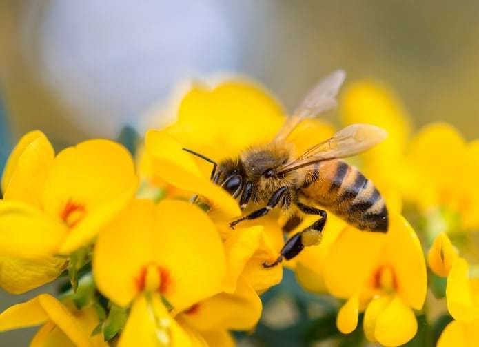 national honey bee day, bee day