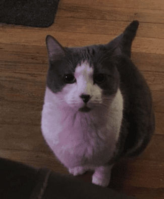 Miss Cleo