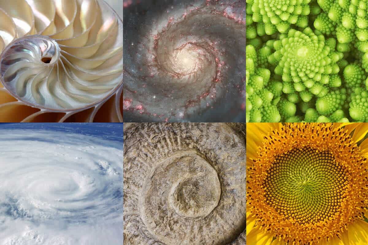 fibonacci sequence in nature