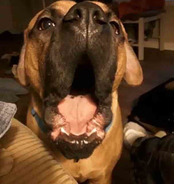 Bouncer