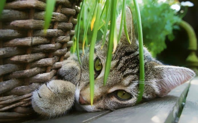 cat-2536664_1280