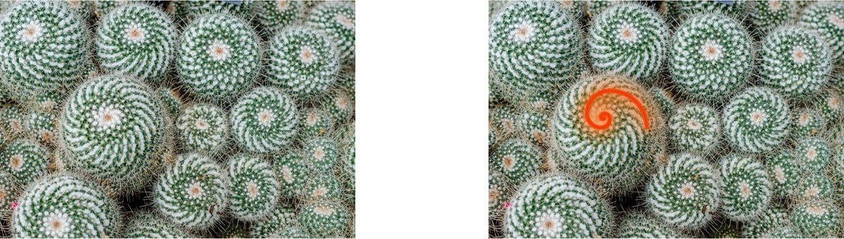 fibonacci spiral cactus