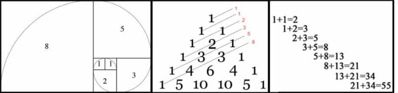 The Fibonacci Sequence In Nature Mindful Living Mindful Living Network