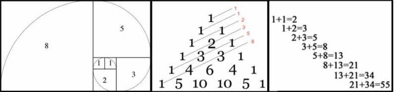 why is the fibonacci sequence in nature