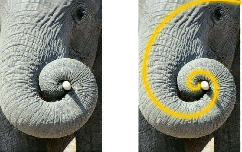 animal fibonacci sequence in nature