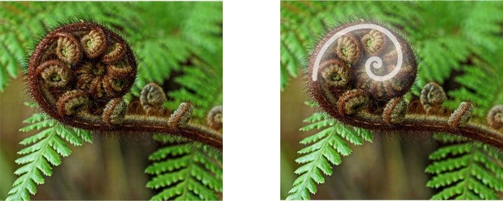 fibonacci sequence found in nature