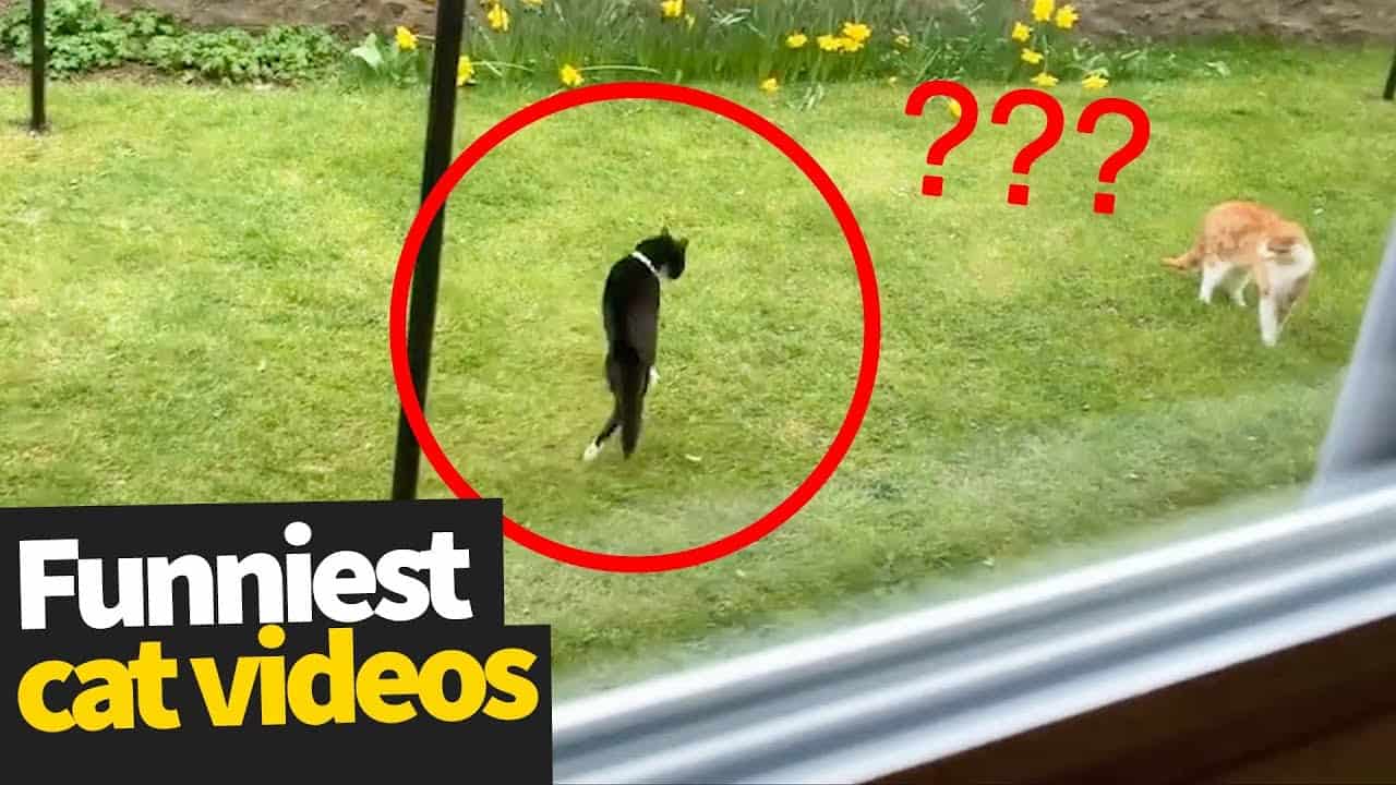 Hilarious Cat Videos - Ultimate Cat Video Compilation