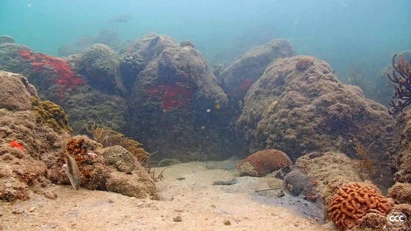 Live Underwater View of ‘Coral City’ in Miami Florida