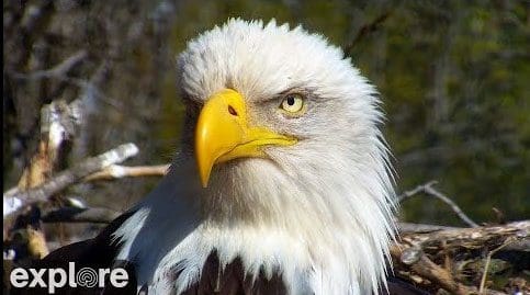 Amazing Live View of Bald Eagle Nest - Explore.org LIVECAM