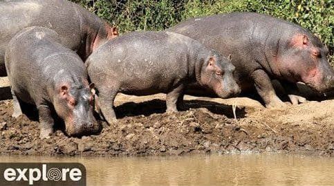 African Safari Live Hippo Pool Cam - Explore.org LIVECAM