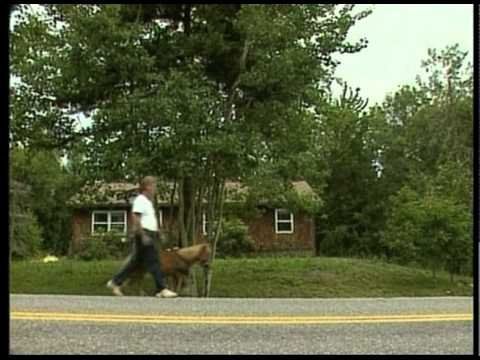 Guide Horse