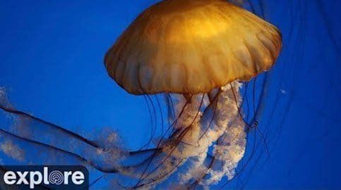 Live Jellyfish Tank Cam - Explore.org LIVECAM