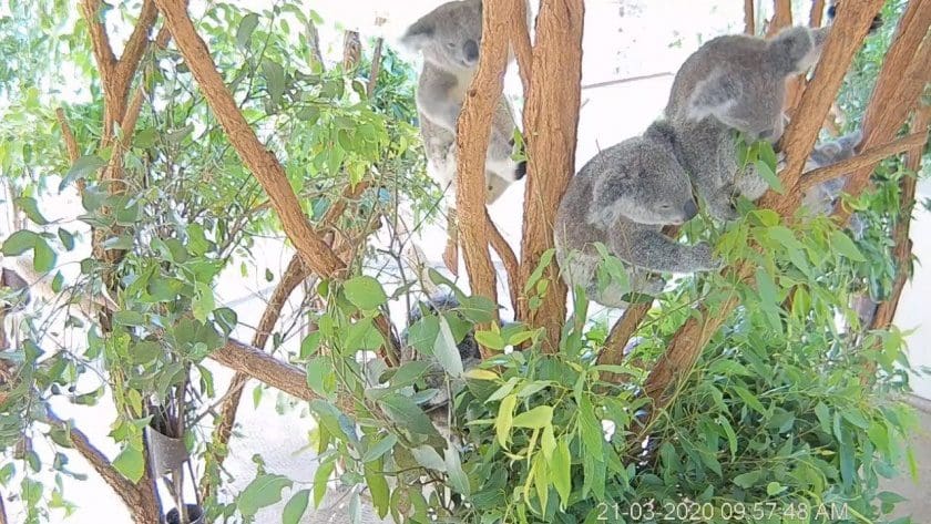 Koala Closeup