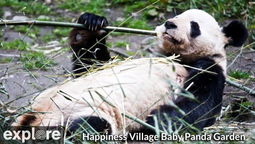 Baby Panda Garden Cam in Happiness Village - Explore.org LIVECAM