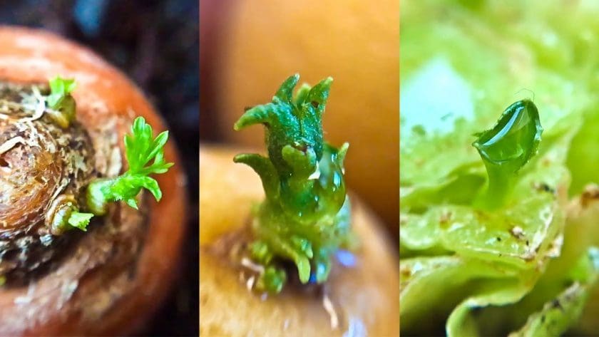 14 Store Bought Vegetables & Herbs You Can Regrow