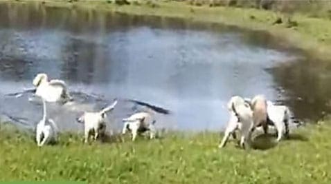 Adorable! Labrador Dad Teaches Puppies To Swim