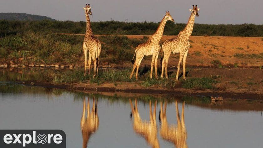 Tau Waterhole Madikwe Game Reserve, South Africa