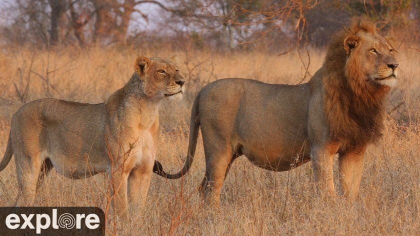 Nkorho Bush Lodge in Sabi Sand Game Reserve