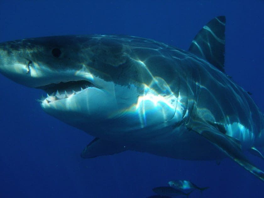 Encounter with a Great White Shark