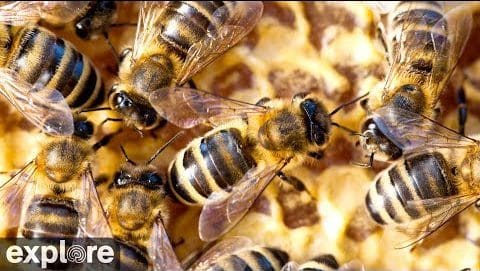 Peek Inside a Honey Bee Hive - Explore.org LIVECAM
