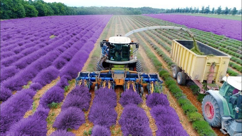 Lavender Harvest & Oil Distillation in France