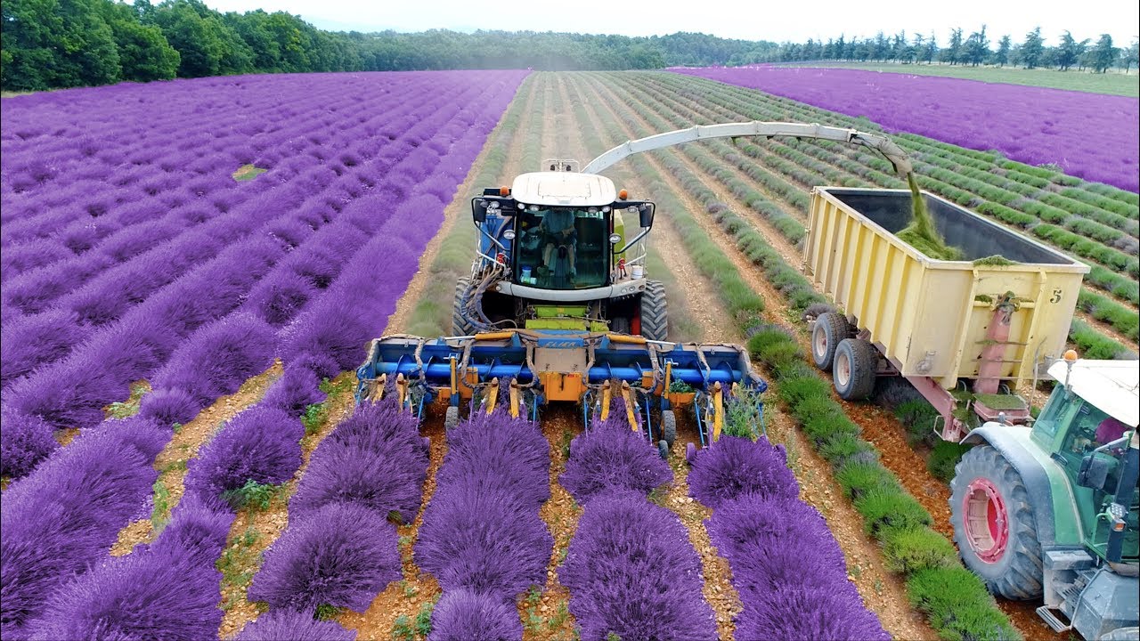 Lavender Harvest & Oil Distillation in France