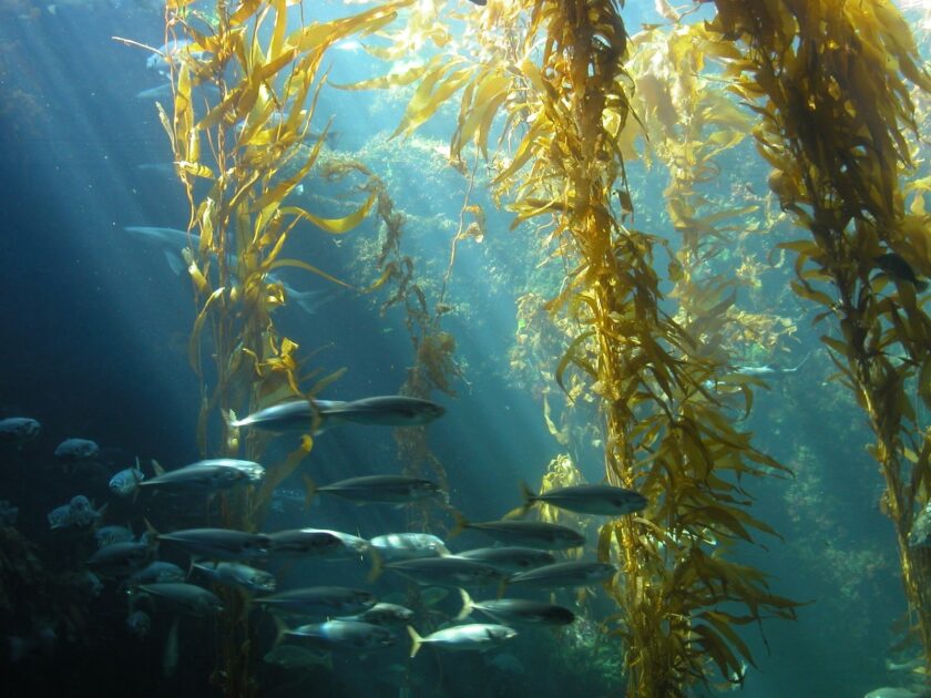 Kelp Forest at Catalina Marine Reserve Underwater View   LIVECAM - Live Cams & Streaming Feeds - Mindful Living Network -