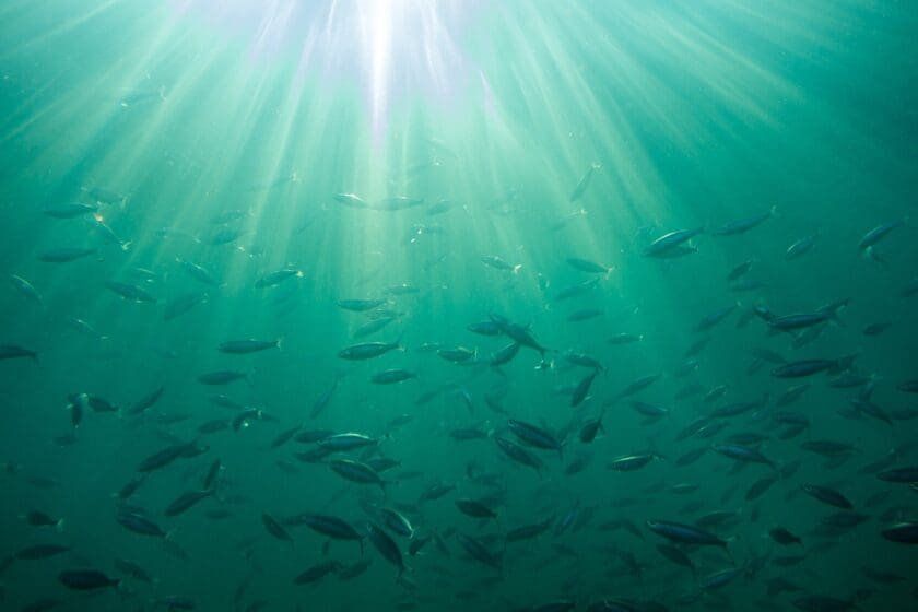 Underwater View of Anacapa Island in the Channel Islands National Park