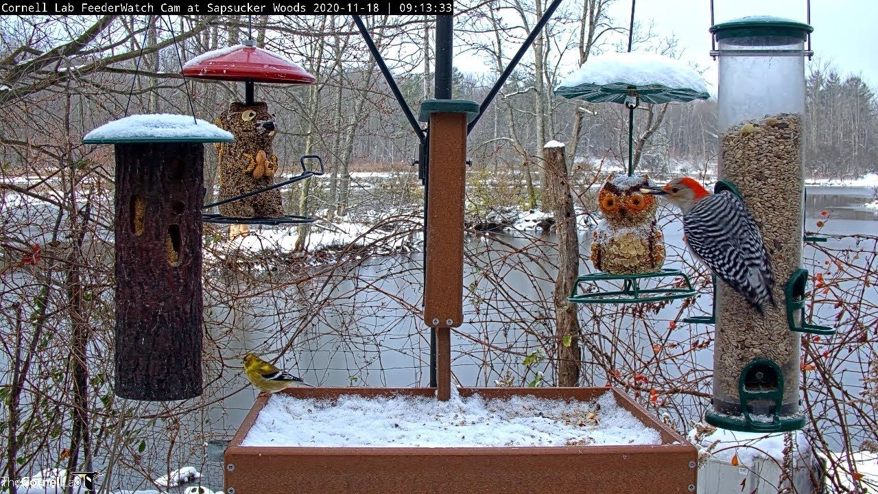 Cornell Bird Web Cam Highlights: Busy Morning On Snow-Dusted Feeders In Sapsucker Woods