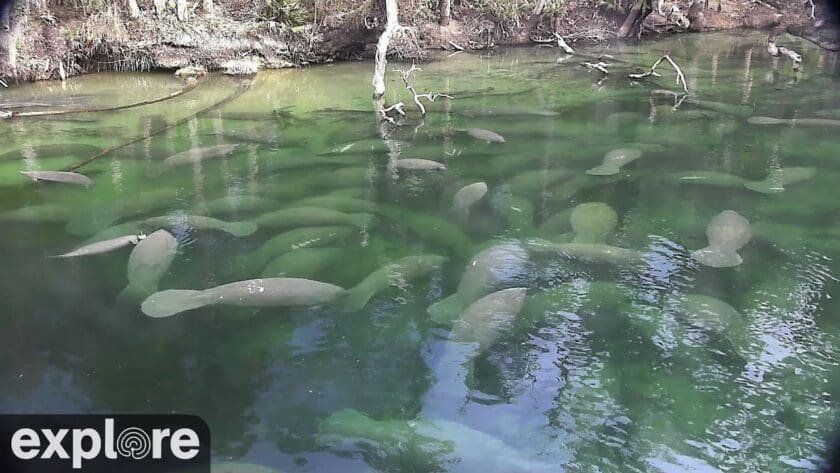 Homosassa Springs Above-Water Manatee Cam – Explore.org LIVECAM