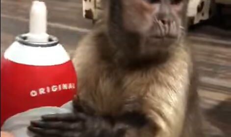 monkey loves whipped cream