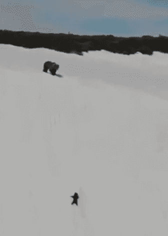 Baby Bear Refuses to Give Up