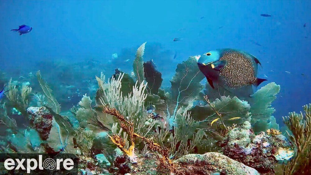 coral reef live cam