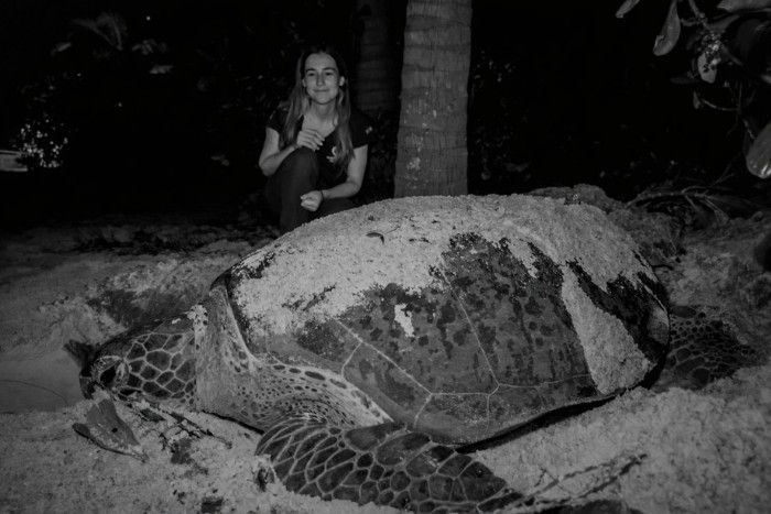 Former sea turtle biologist Olivia keeps a watch on a nesting green in Raa atoll.