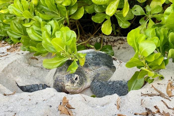 Green nesting in Laamu atoll.