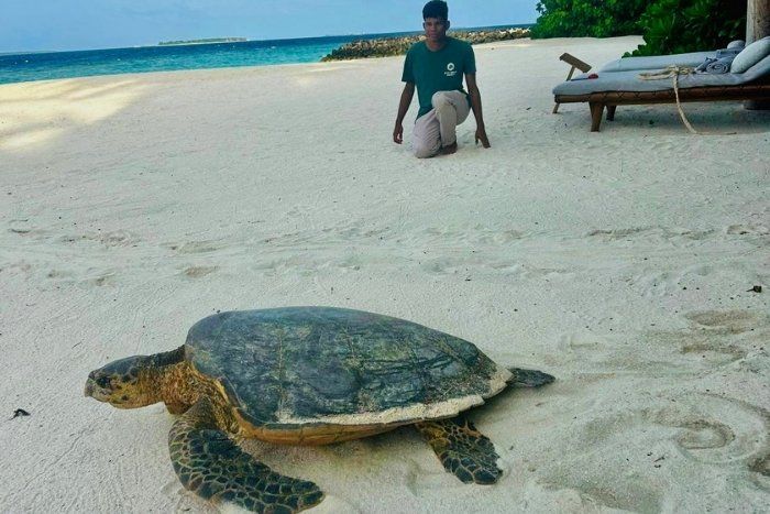 Hawksbill nesting in Laamu atoll.